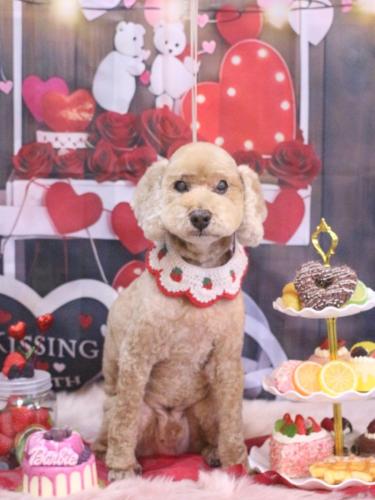 20250226アルトくん